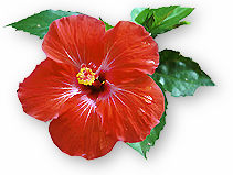 Hibiscus.jpg