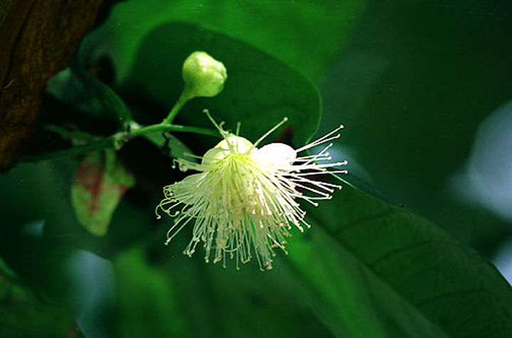 Jambu Air.jpg (28k) Loading....