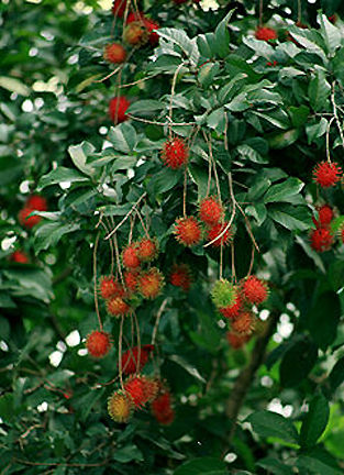 Rambutan.jpg (33k) Loading...