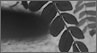 Image (Loading...)
