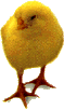 Chick