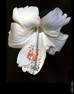 White_hibiscus.jpg (23k) Loading...
