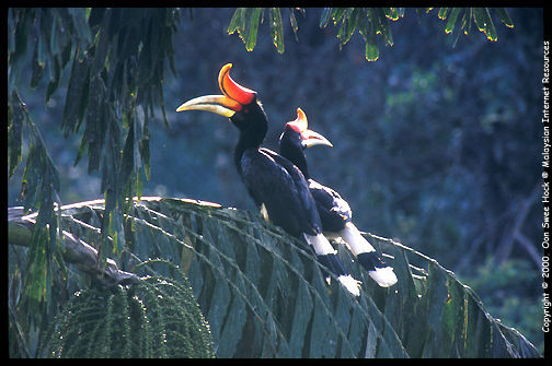 HornBill, Sarawak.jpg (29k) Loading..