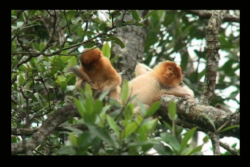 monkiesatreat.jpg (50k) Loading ........