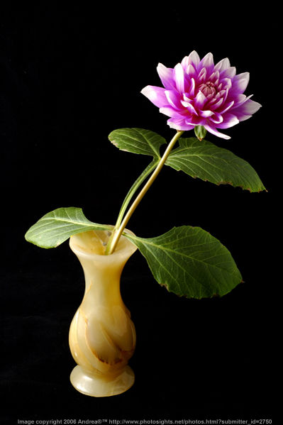 A creative expresssion on STILL LIFE using standard lens  by Andrea http://www.pbase.com/llandrea