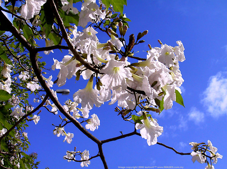 Blossom froma road side tree
