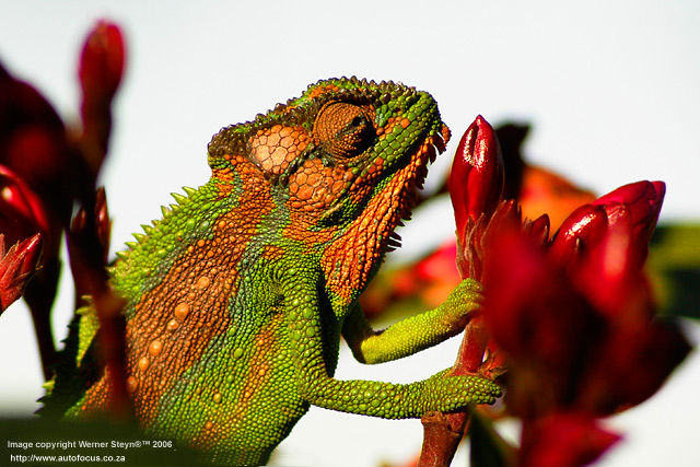 A little colors from Souther Africa by Werner Steyn