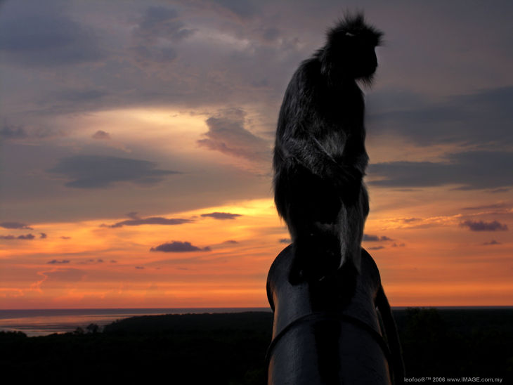 The wild monkies at Kuala Selangor's light house.. shoot against the sunset at The Straits of Malacca