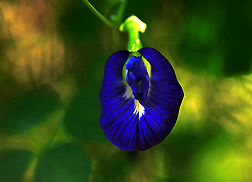 Wild flower in macro view