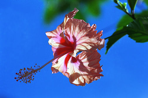 hibiscus backlit.jpg (38k) Loading ...