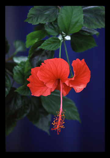 hibiscus.jpg (37k) Loading ......