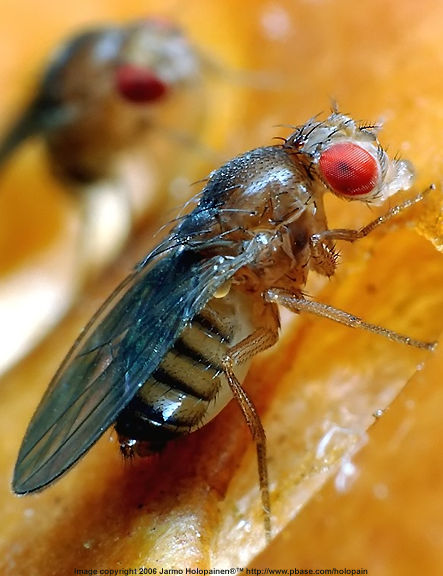 Macro photography using 20mm reverse by Jarmo Holopainen