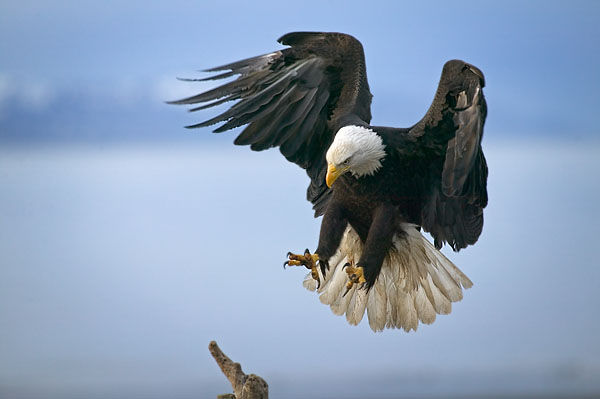 Eagle is landing.jpg