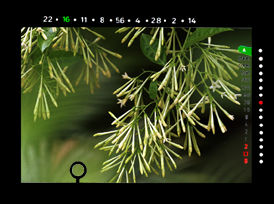 ViewinfoBamboo.jpg