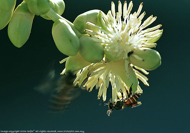 Bees and Harvest - Images.com.my