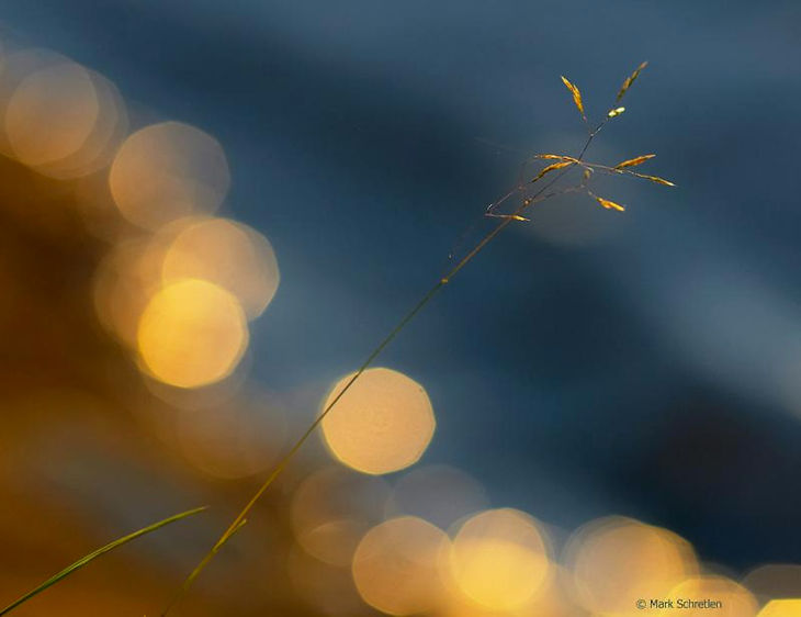 Bow river grass  by Mark_Schretlen (43k Jpeg) Loading ...