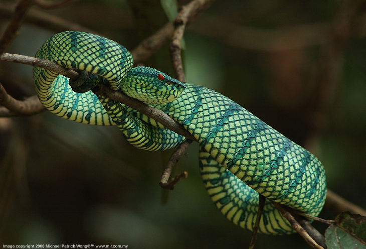 A documentary series on nature and wild species at Borneo Island 
