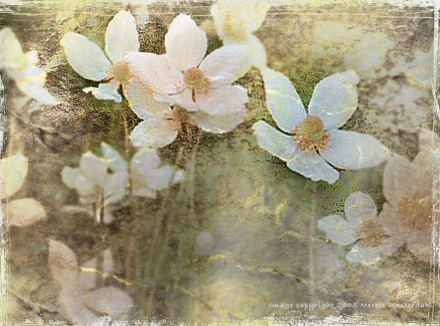White Anemonies  Multiple exposures by  Merete Westerdahl