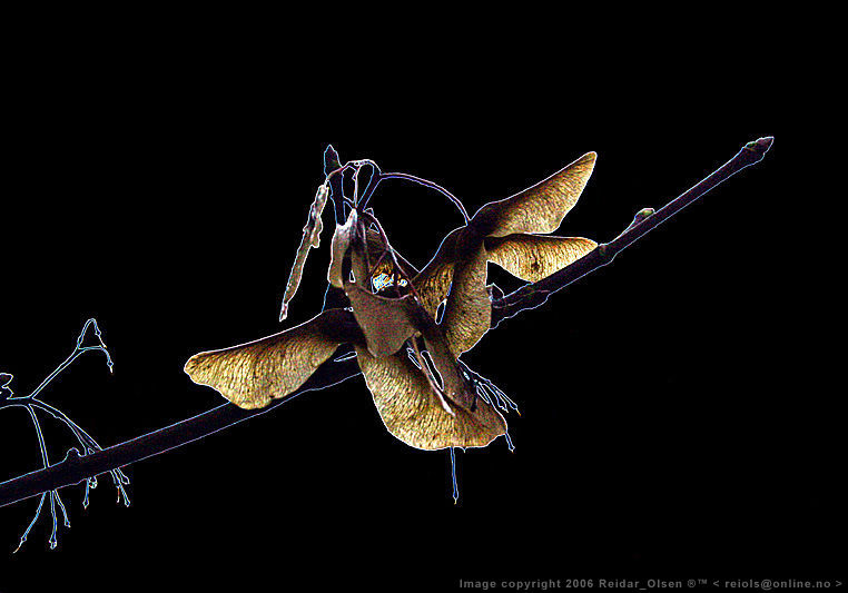 White Anemonies  Multiple exposures by  Merete Westerdahl