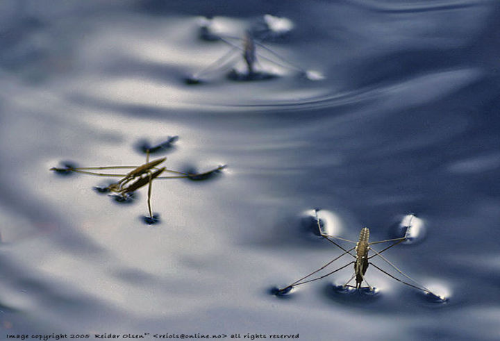 Trio -H2o Spider by Reidar_Olsen, Norway