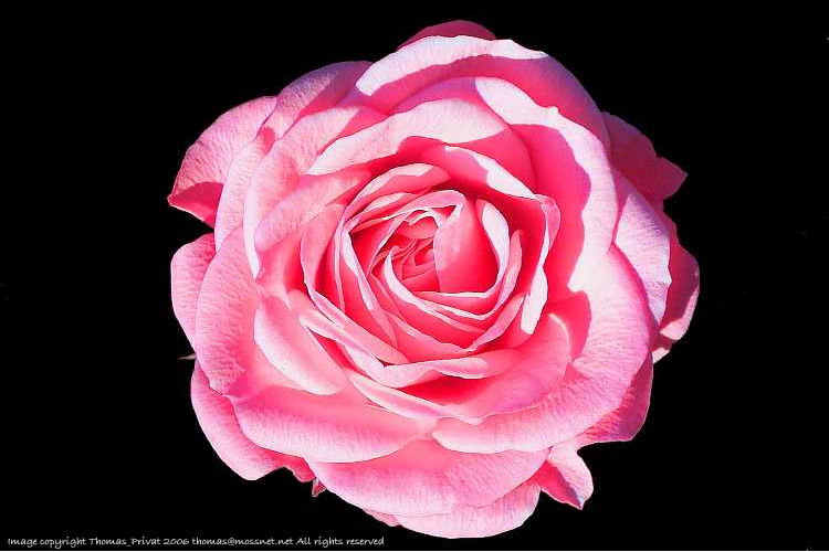 Macro flash at works.. by Thomas Privat