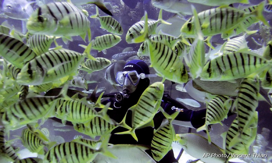 Underwater at Aquatic, Kuala Lumpur Convention Centre, Loading ......