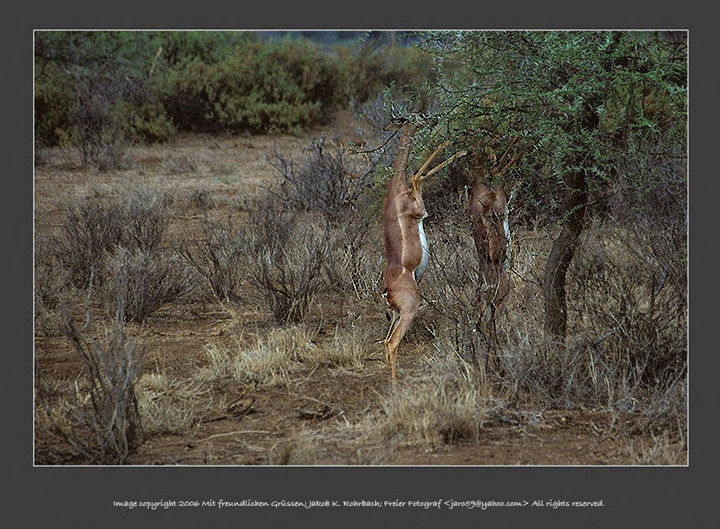 Samburu National Park picture by Jakob 105k Jpeg Loading ....