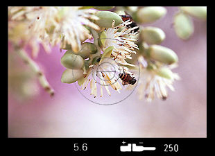 Bee & Flowers.jpg