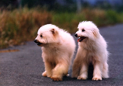 My two dogs...