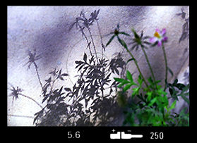 FlwShaw.jpg (12k) Loading...