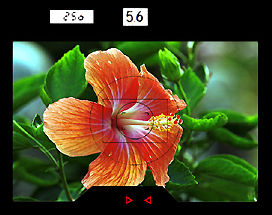 f3afviewinfo.jpg (12k) Loading..