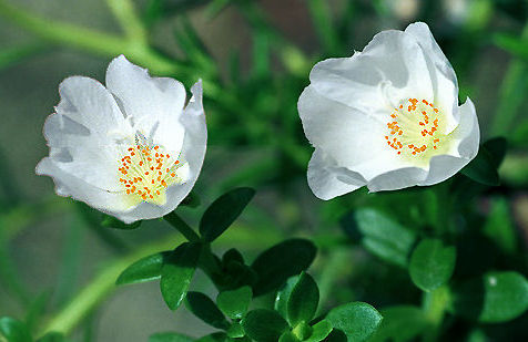 Tropical Flower.jpg (18k) Loading...