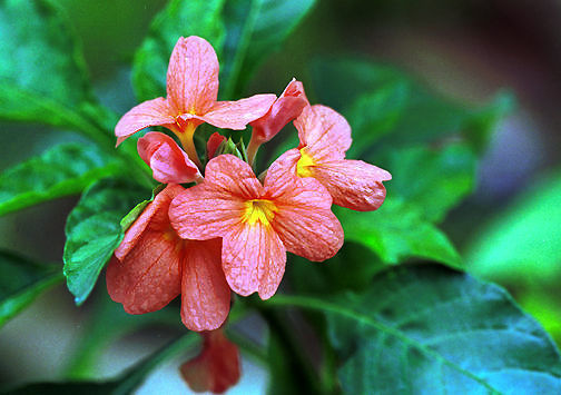 selayangnice.jpg (15k) Loading...