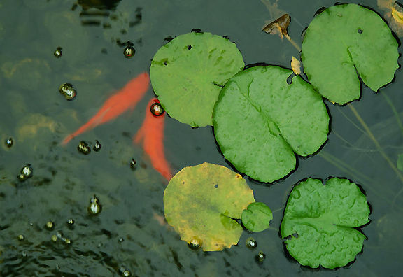 fishtony.jpg (55k) Loading ......