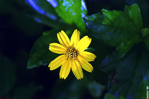 Flower.jpg (25k) Loading...