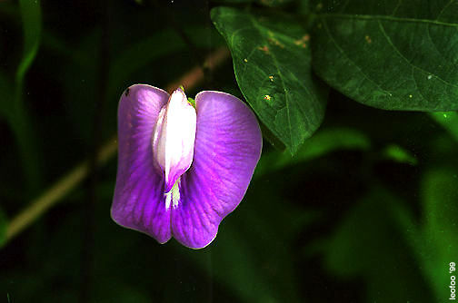 Flower.jpg (23k) Loading...