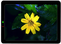 Flower.jpg