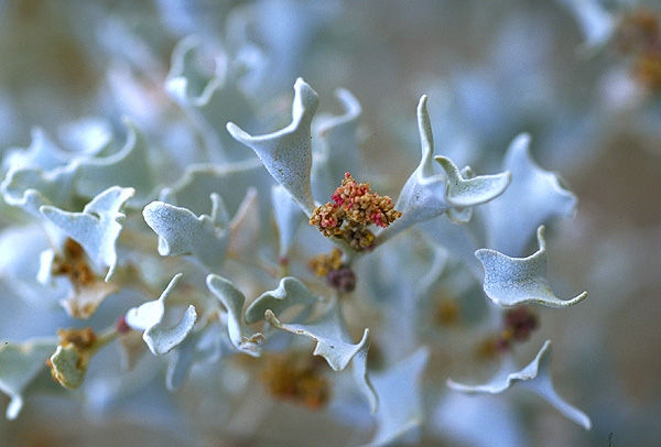 Desert_Holly.JPG (55k) Loading ......