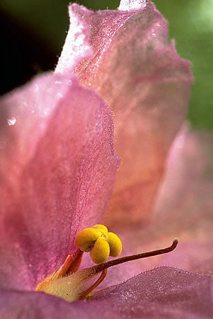 MA-FL-003.jpg (33k) Loading ...