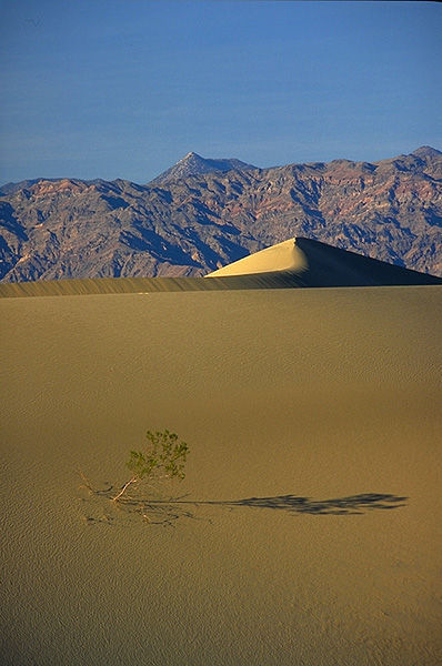 Mequite_Dunes_and_Bush.JPG (58k) Loading....