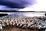 Duckfarm