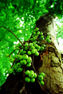 Wildfruits