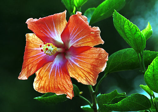 Hibiscus side light.jpg (31k) Loading ....