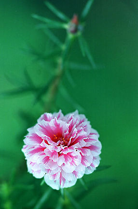 Flower.jpg (21k) Loading ......