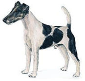 dog.jpg