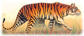 tiger.jpg