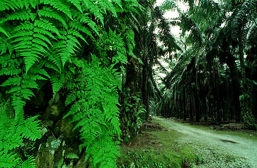 Ferns and Oil Palm.jpg (84k)