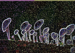 mushroom.jpg
