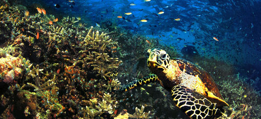 Greenhawk turtle.jpg (15k)