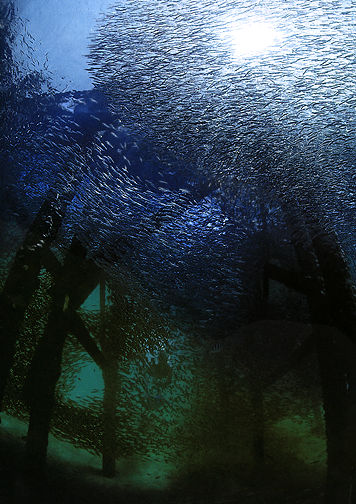 Shoal of fish.jpg (22k)